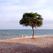 Photo: Sitges tree